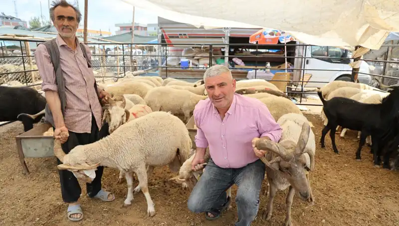 Kurban Pazarında Fırtına Gibi Esecek: 4 Boynuzlu Koçların Yükselişi