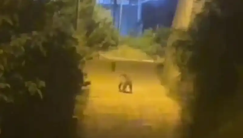 Gümüşhane'de Şehir Merkezine İnen Ayı Panik Yarattı!