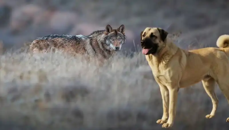 Kangal Köpeği: Kurt Popülasyonundaki Artış, Talepleri Nasıl Etkiledi?