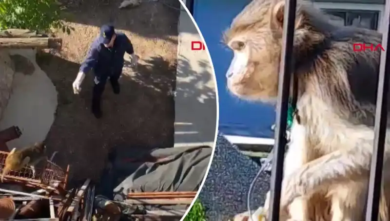 Muğla'da Maymun Kovalamacası: Mahalleli Paniğe Kapıldı!