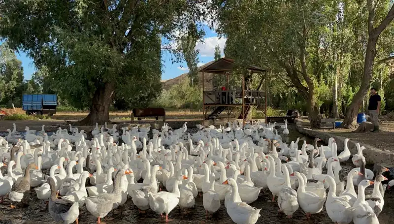 Bu Yıl Sofralık Lezzet 6 Bin Liradan Satılacak, Fiyatlar Neden Artıyor?