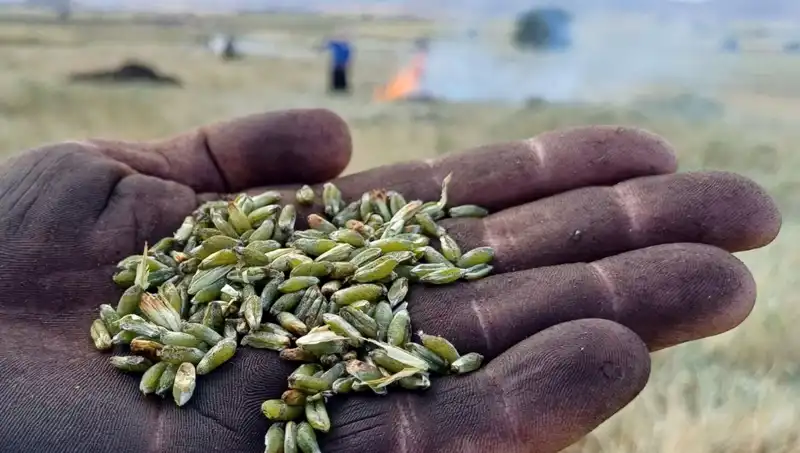 Firik Sezonu Kapıda: Sağlıklı ve Lezzetli Alternatifler