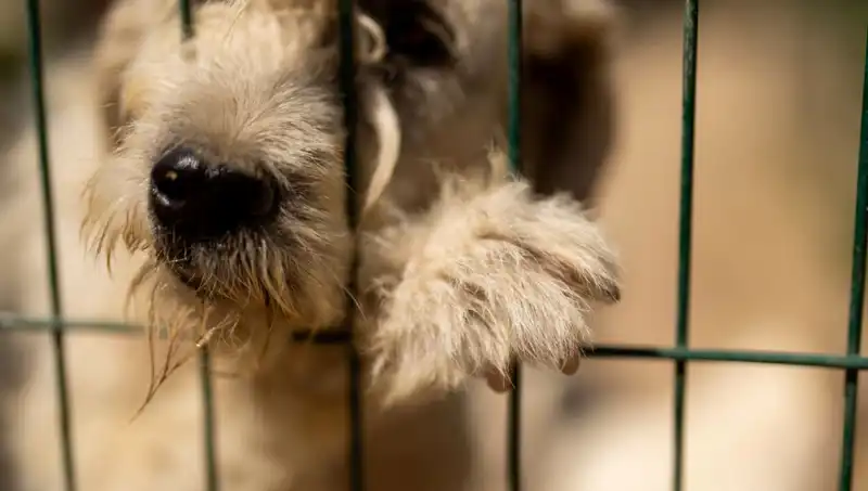 İş Stresi Sadece İnsanları Etkilemiyor: Köpekler de Tehlikede