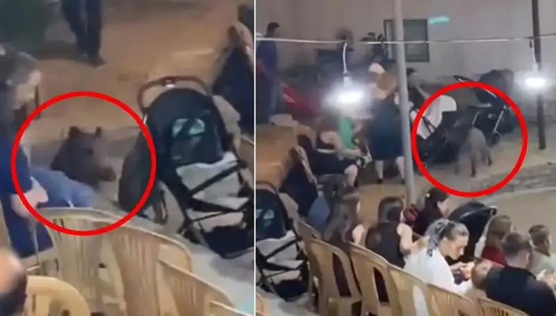 Düğün Yemeğine Gelen Yaban Domuzu: Paniğin Sebebi Oldu