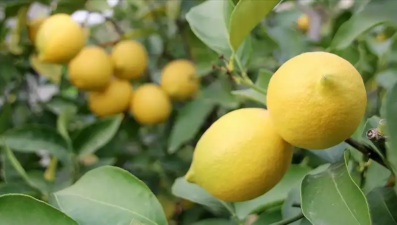 Limon Fiyatları Artışta: Bir Adet Ne Kadar Olacak?