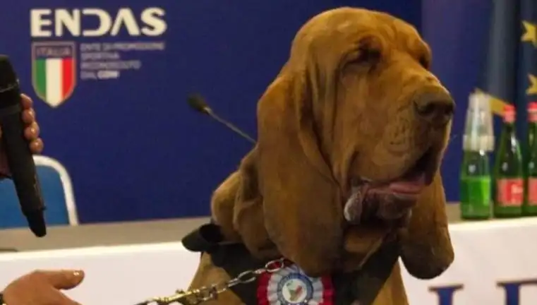 Arama Köpeğine Yüz Bulunmaz Bir Saldırı: Çivili Sosisle Hayatına Son Verildi