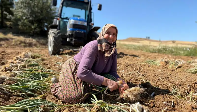 Dünyada Eşine Az Rastlanan Selenyum Zengini Ürün, Tarlada Bin 200 Lira!