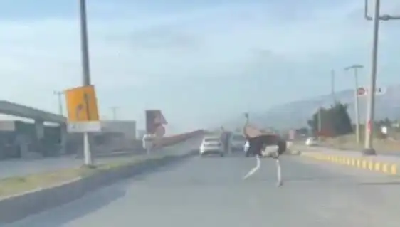 Trafikte Deve Kuşu Görüntüleri Şaşkınlık Yarattı!