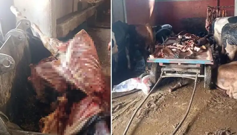 Adana'da Şoke Eden Olay: 2,5 Ton At Eti Ele Geçirildi!
