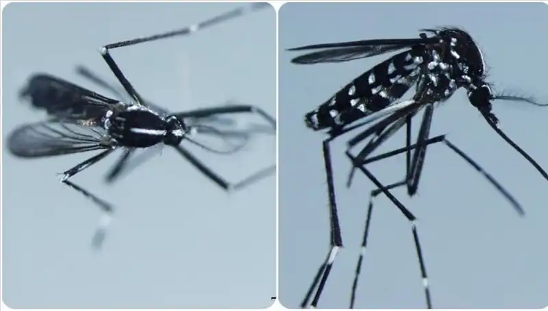 Chikungunya Virüsü: Belirtileri ve Görüldüğü Yerler Hakkında Bilmeniz Gerekenler